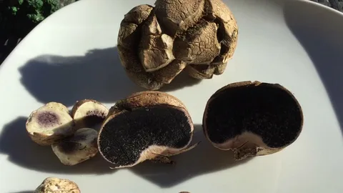 تصویر 1 از پودر سیر سیاه درجه یک با خاصیت آنتی‌ اکسیدانی بالا و ماندگاری طولانی